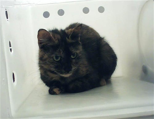JONNA - Domestic Short Hair for adoption in Fayetteville