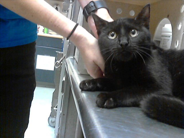 DEWEY - Domestic Short Hair available for adoption