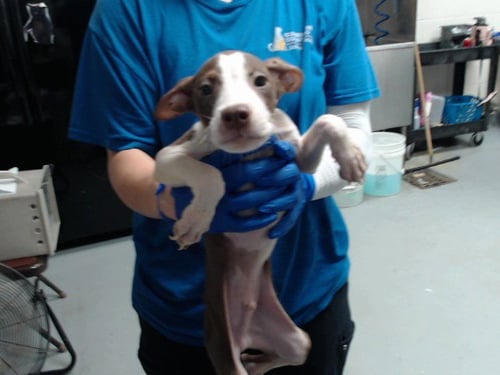 CLOVER - Pit Bull Terrier for adoption in Fayetteville
