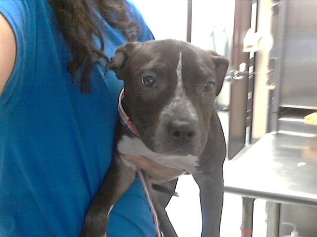 YAMI - Pit Bull Terrier available for adoption