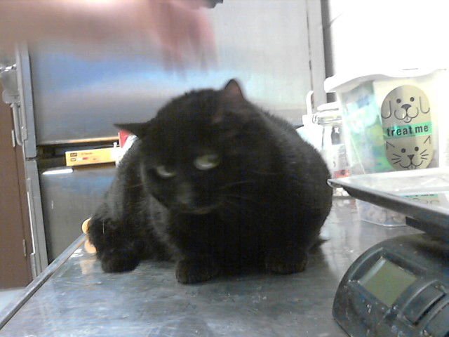 EBONY - Domestic Short Hair available for adoption