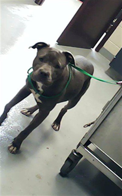 A429214 - Pit Bull Terrier available for adoption