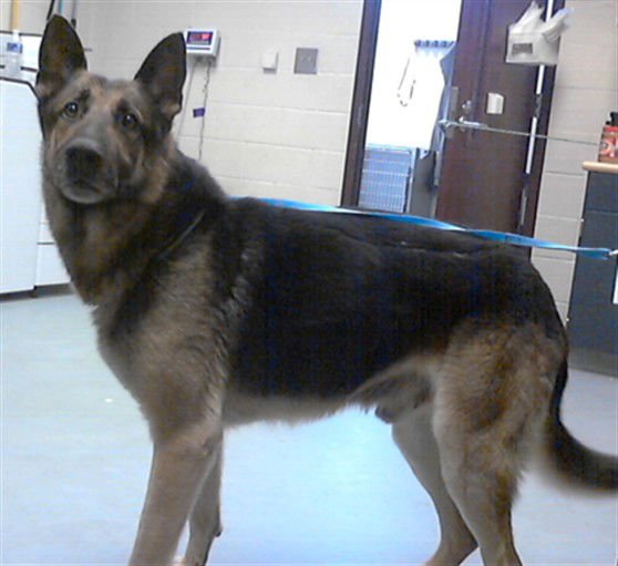 A427462 - German Shepherd Dog available for adoption