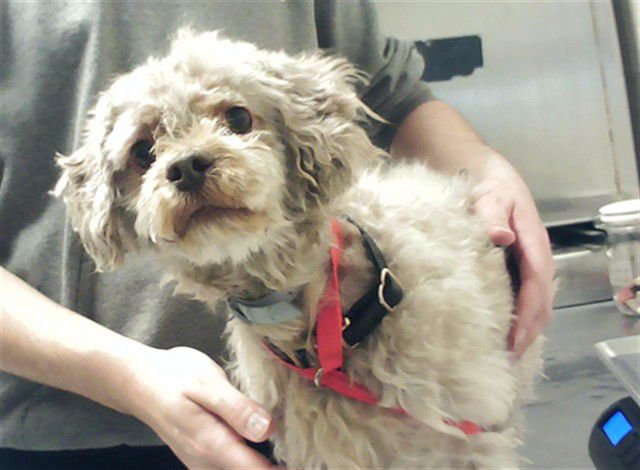 A428669 - Poodle (Miniature) available for adoption