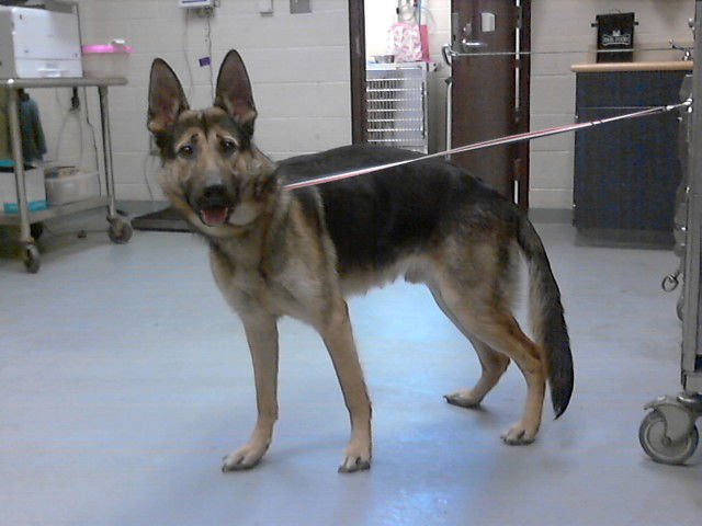 CRYPTO - German Shepherd Dog available for adoption