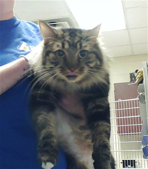 SUSIE - Domestic Medium Hair available for adoption