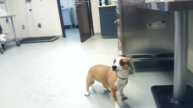 BUTTERBEAN - Pit Bull Terrier available for adoption