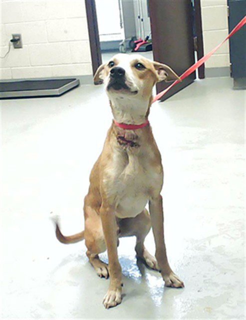 MOOSE - Pit Bull Terrier available for adoption