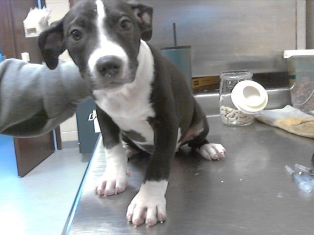 RUBY - Pit Bull Terrier available for adoption