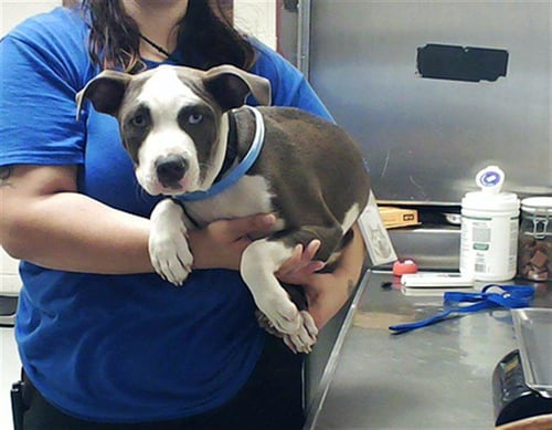 NEMO - Pit Bull Terrier available for adoption