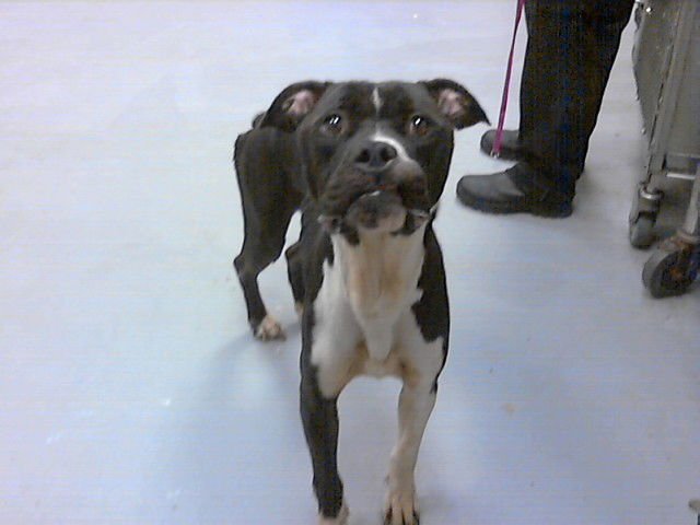 COMPANY - Pit Bull Terrier available for adoption