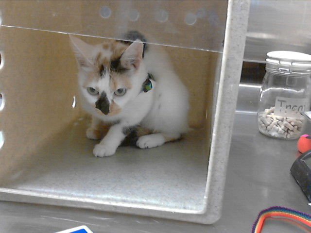 A427085 - Domestic Short Hair available for adoption