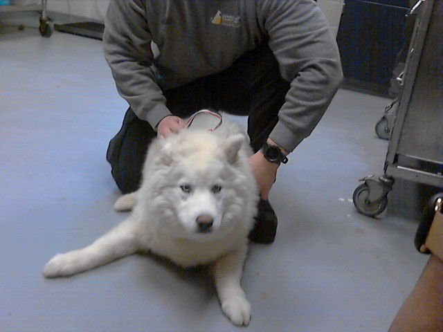 BENEDICT - Samoyed available for adoption