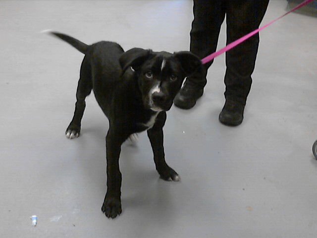 JAMISON - Labrador Retriever available for adoption