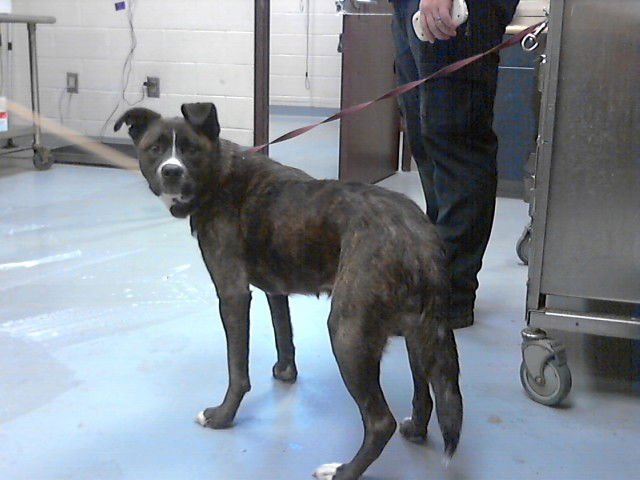 VANNA - Siberian Husky available for adoption