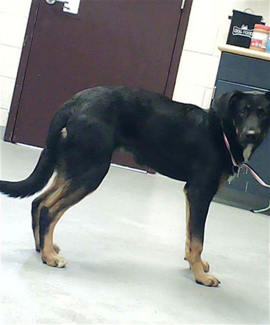 XENA - German Shepherd Dog available for adoption