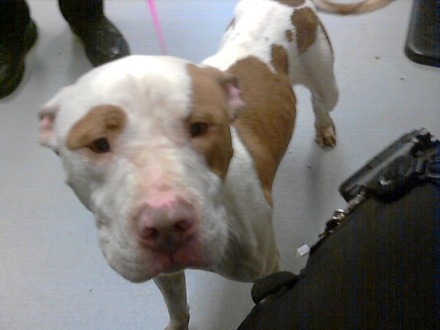 TAMAGOTCHI - Pit Bull Terrier available for adoption