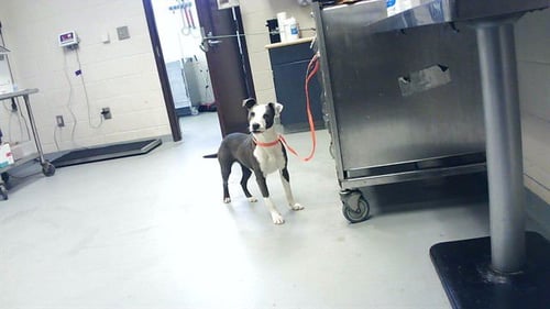 DEB - Pit Bull Terrier available for adoption