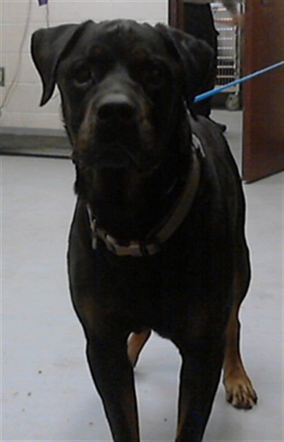JACK - Rottweiler available for adoption