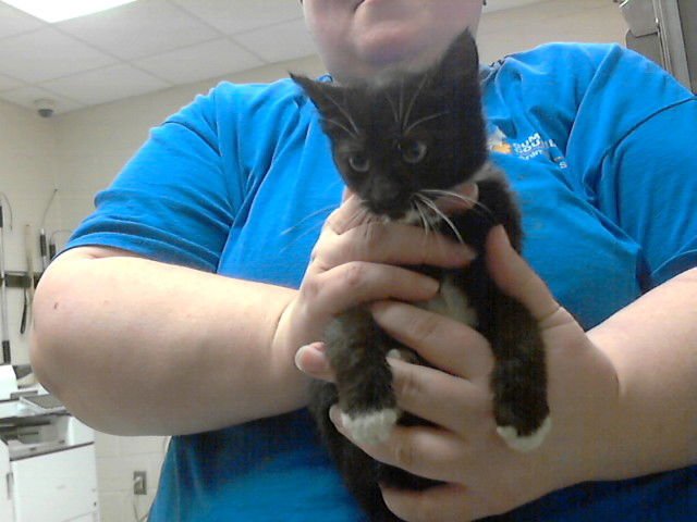 QUEEN - Domestic Short Hair available for adoption