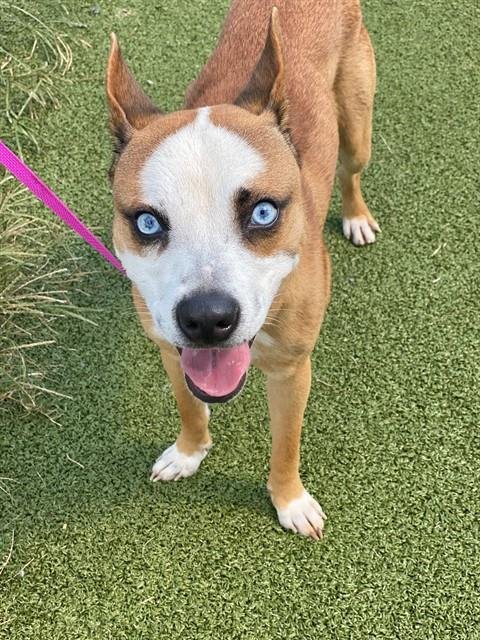 PUPPERONI - Pit Bull Terrier available for adoption