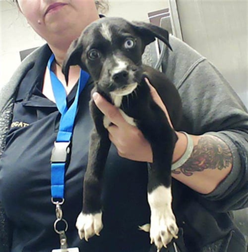 JET - Labrador Retriever available for adoption