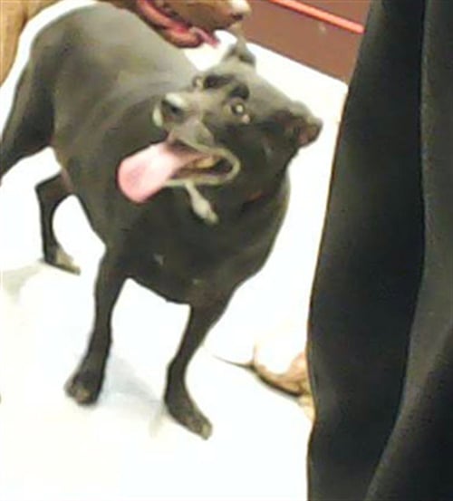 CORAL - Parson Russell Terrier available for adoption