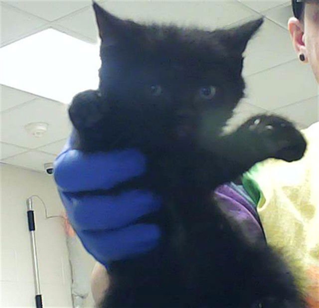 PAWT SAUCE - Domestic Short Hair available for adoption