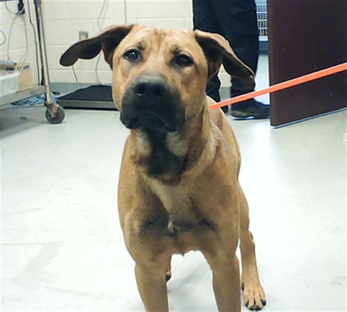 ZIGGY - Labrador Retriever available for adoption