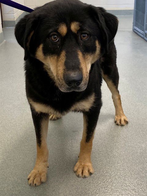 MILLIE - German Shepherd Dog available for adoption