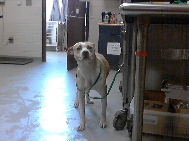 MALDIVES - Pit Bull Terrier available for adoption