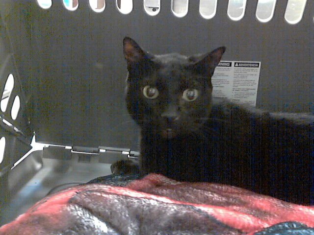 NOIR - Domestic Short Hair available for adoption