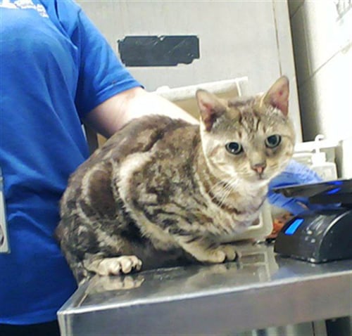 A429250 - Domestic Short Hair available for adoption