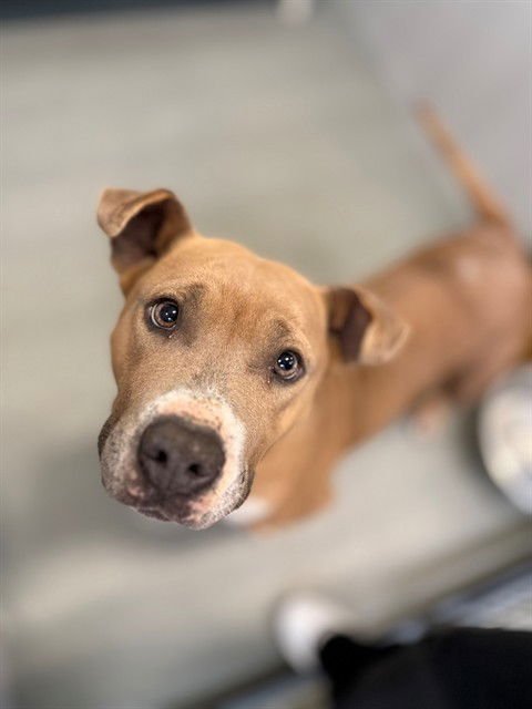 MILEA - Pit Bull Terrier available for adoption