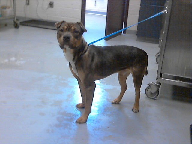 VEGAS - Chinese Shar-Pei available for adoption