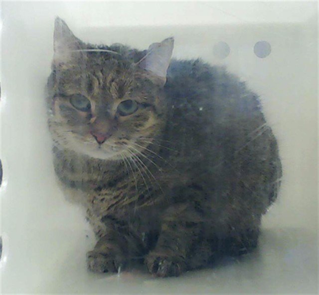 CORA Image