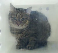 CORA - Photo 1