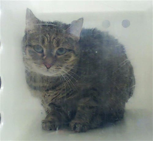 CORA - Domestic Short Hair for adoption in Fayetteville