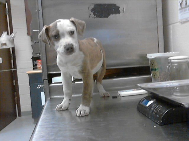 A427065 - Pit Bull Terrier available for adoption