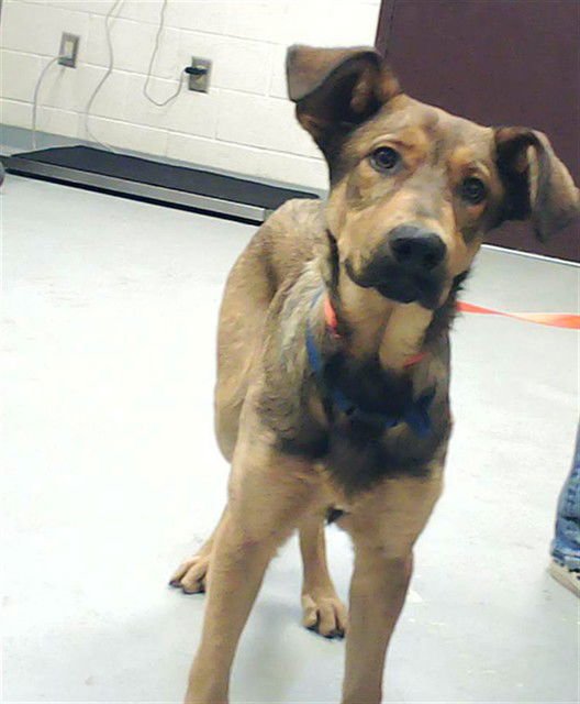 SHEEBA - German Shepherd Dog available for adoption