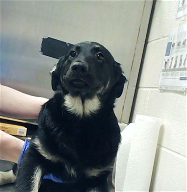 A428331 - German Shepherd Dog available for adoption