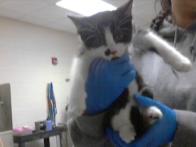 A427596 - Domestic Short Hair available for adoption