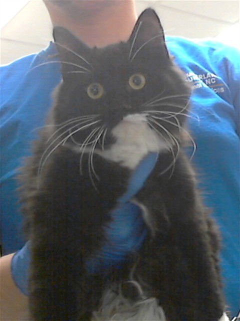 ORCA - Domestic Medium Hair available for adoption