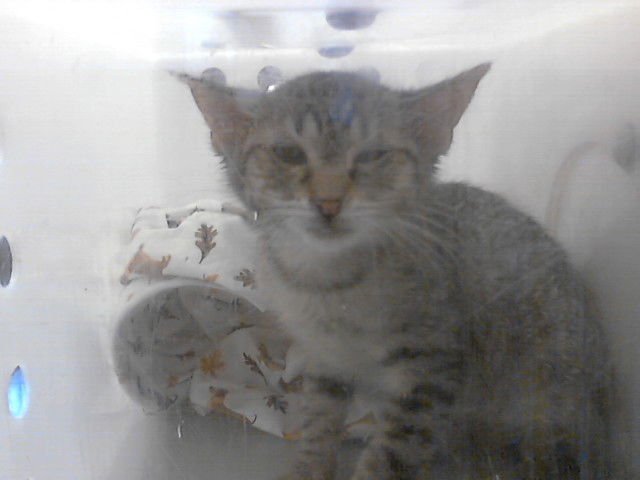 KAHN - Domestic Short Hair available for adoption