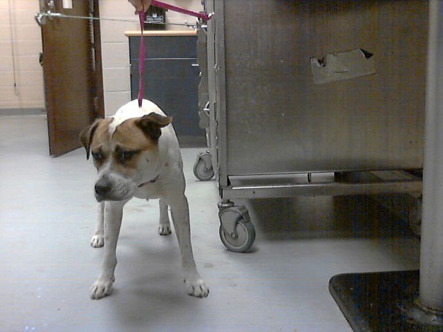 JOE DIRT - Pit Bull Terrier available for adoption