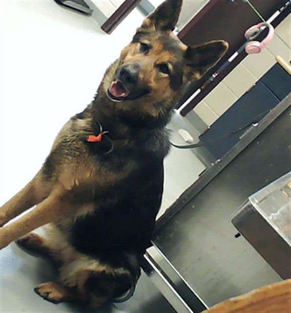A428488 - German Shepherd Dog available for adoption