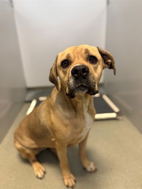 KOURTNEY - Pit Bull Terrier available for adoption