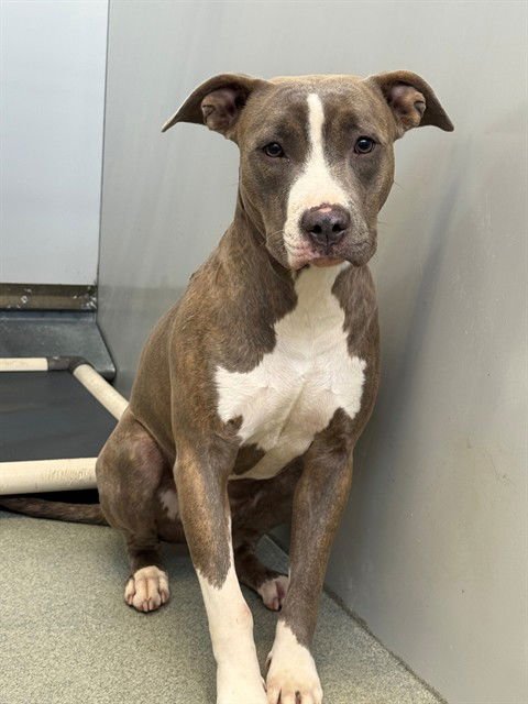 LAKELYN - Pit Bull Terrier available for adoption