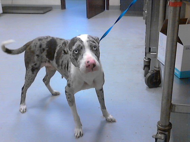 TOPOLINO - Pit Bull Terrier available for adoption