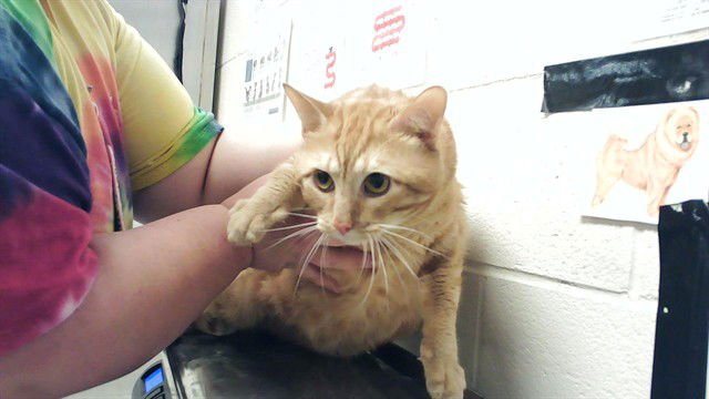 ATLAS - Domestic Short Hair available for adoption